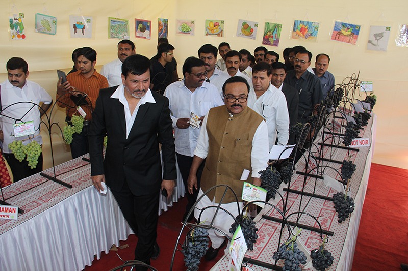 India Grape Harvest 2013