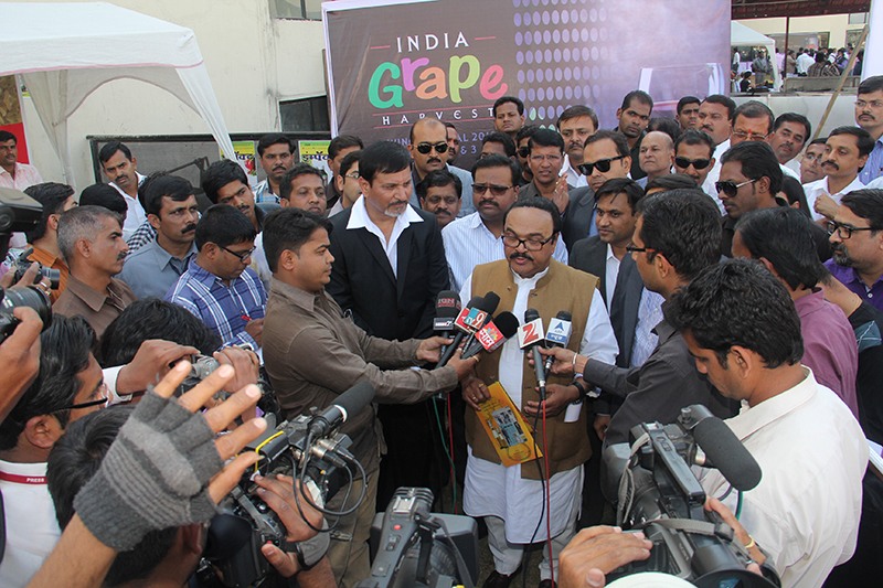 India Grape Harvest 2013