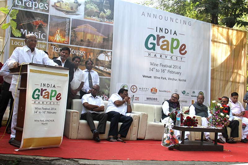 India Grape Harvest 2014