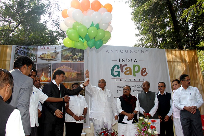 India Grape Harvest 2014