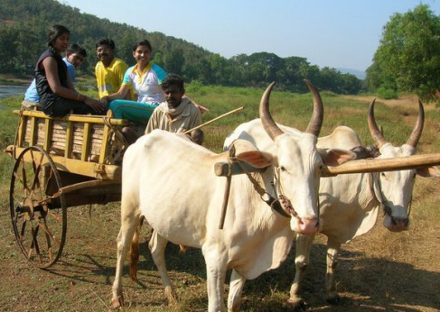 Bullock Cart Riding