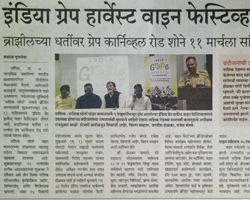 India Grape Harvest 2013