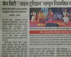 India Grape Harvest 2013