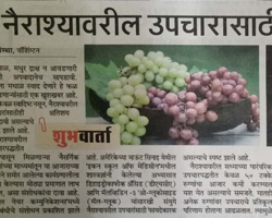 India Grape Harvest 2013